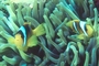 Two-banded Anemone Fish picture