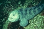 Wolf Eel picture