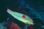 Wounded Wrasse picture