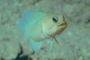 Yellowhead Jawfish picture