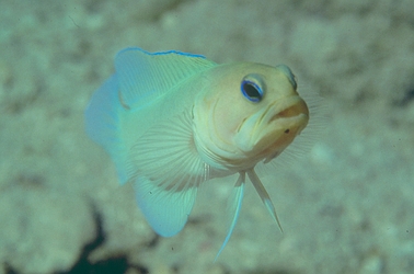 Yellowhead Jawfish