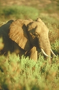 African Elephant Magnet