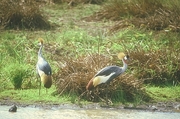 Crown-headed Crane T-Shirt