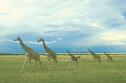 Giraffe Magnet