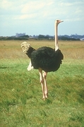 Ostrich Poster