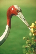 Red-headed Crane T-Shirt