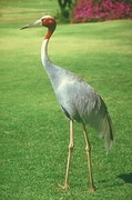 Red-headed Crane T-Shirt