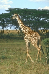 Giraffe