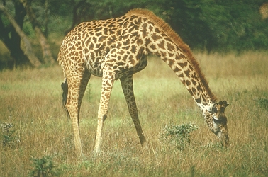 Giraffe