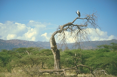 Harrier Eagle