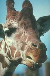 Rothchild's Giraffe