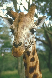 Rothchild's Giraffe