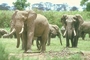 African Elephant picture