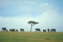 African Elephant picture