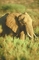 African Elephant picture