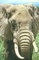 African Elephant picture