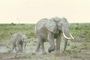 African Elephant picture