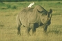 Black Rhinoceros picture