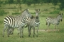 Burchell's Zebra picture