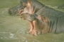 Hippopotamus picture