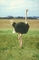 Ostrich picture