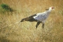 Secretarybird picture