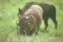 Warthog picture