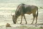 Wildebeest picture