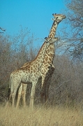 Giraffe Magnet