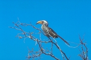 Yellow-billed Hornbill Poster