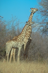 Giraffe