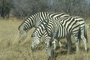 Burchell's Zebra picture