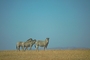 Burchell's zebra picture