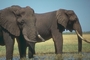 Elephant picture