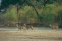 Greater Kudu picture