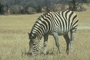 Zebra picture