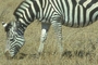 Zebra picture