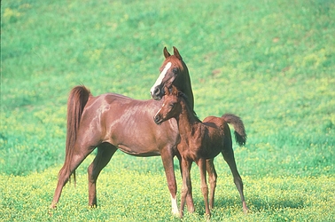 Arabian Horse