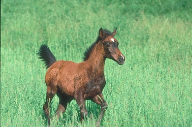 Arabian Horse