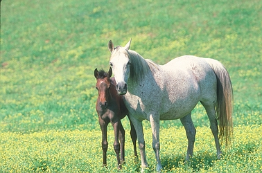 Arabian Horse