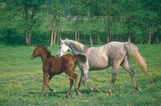 Arabian Horse Magnet