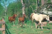 Arabian Horse Magnet