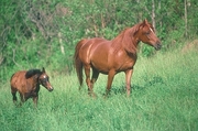 Arabian Horse Magnet