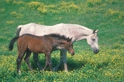 Arabian Horse Magnet