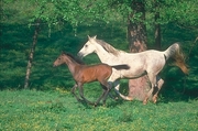 Arabian Horse Magnet