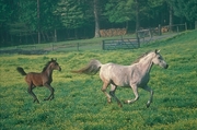 Arabian Horse Magnet