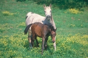 Arabian Horse Magnet