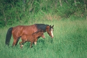 Arabian Horse Magnet