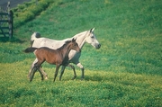 Arabian Horse Magnet