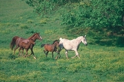 Arabian Horse Magnet